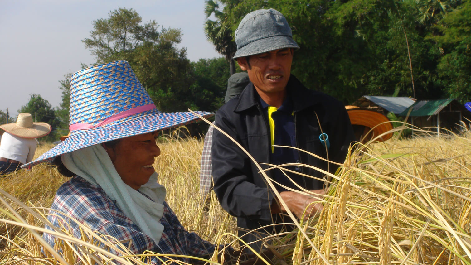 RiziÃ¨re au Cambodge riz complet coopÃ©rative PMUAC